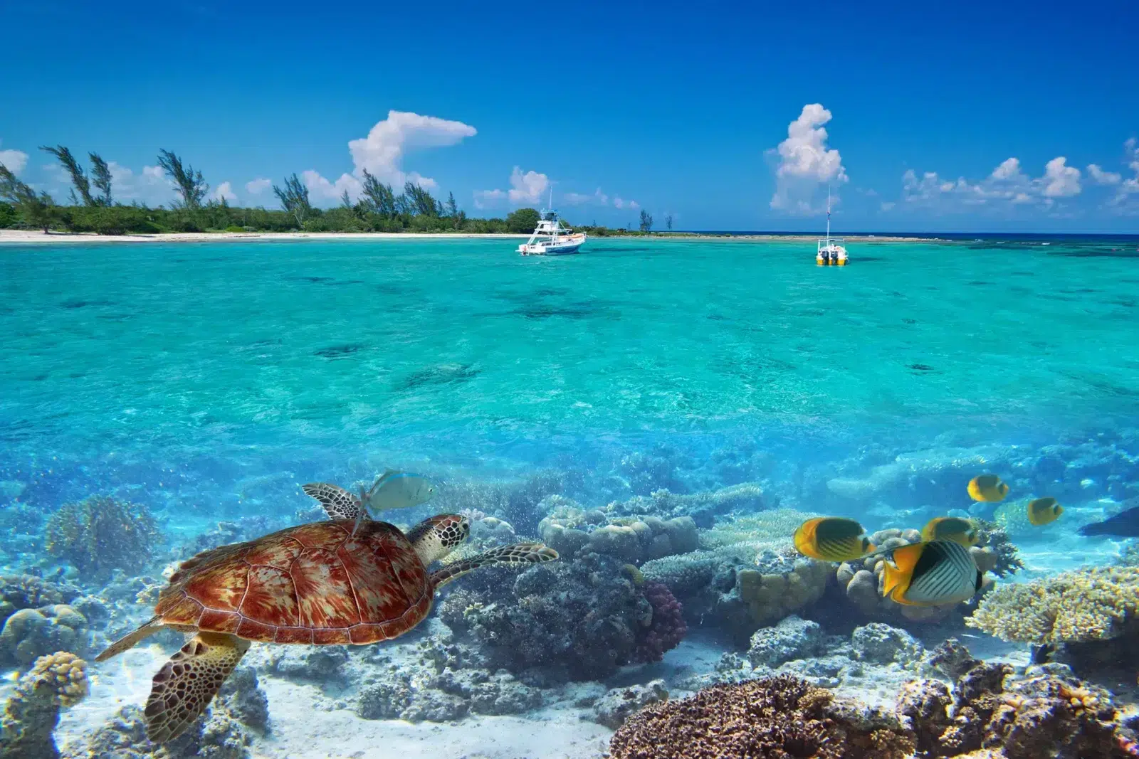 Vibrant underwater scene in Belize featuring a sea turtle and tropical fish swimming over a coral reef in crystal-clear turquoise water near the shoreline with two boats anchored offshore.