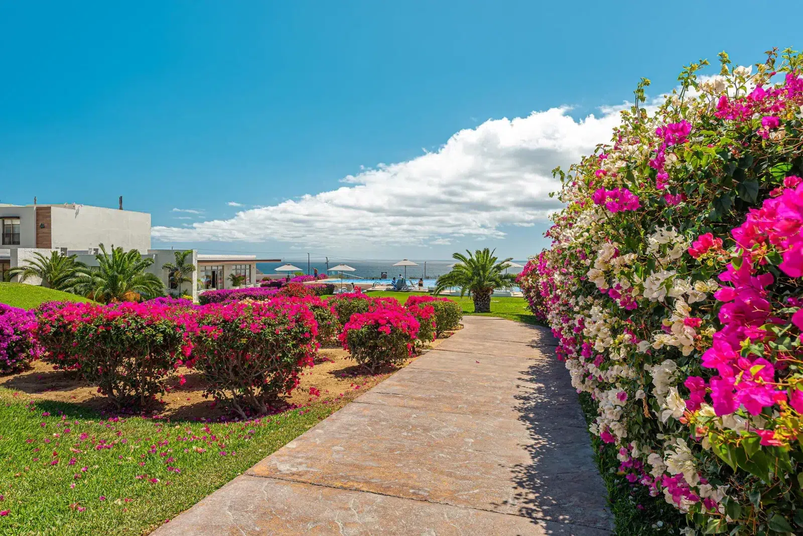 Pathway lined with blooming bougainvillea and tropical greenery at a luxury Mexican resort, leading toward the ocean and shaded poolside lounge chairs.
