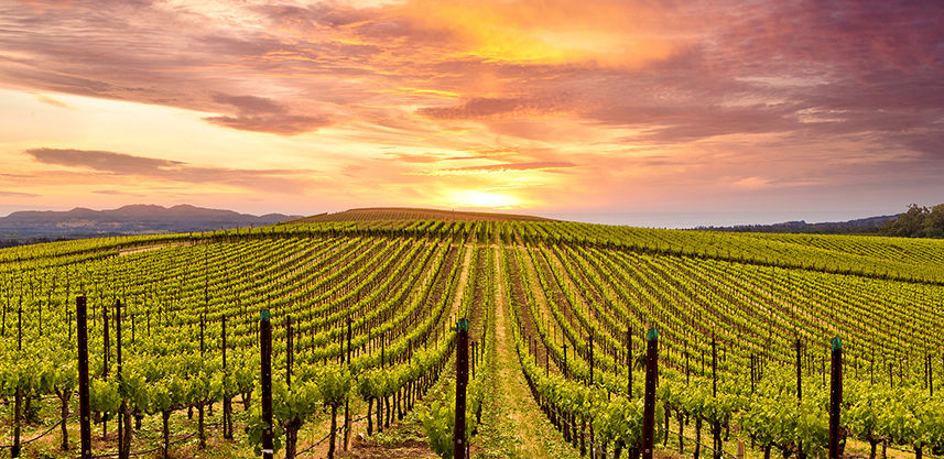 Napa Private Home for 4