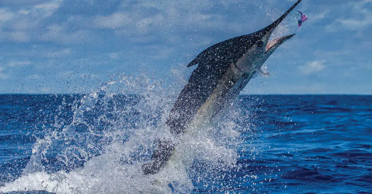 Marlin leaping out of the ocean during an offshore sportfishing adventure in Mexico, captured mid-air with splashes of water under a vibrant blue sky.