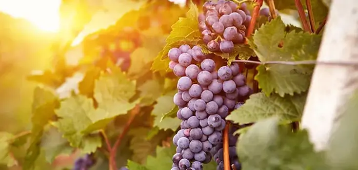 Sonoma Winemaker for 2