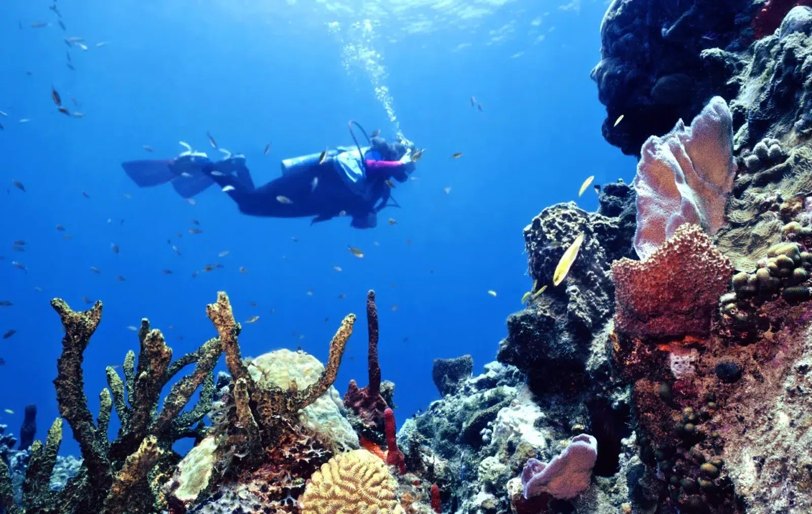 Scuba diver exploring vibrant coral reefs in the deep blue waters off the coast of Belize, surrounded by colorful marine life.