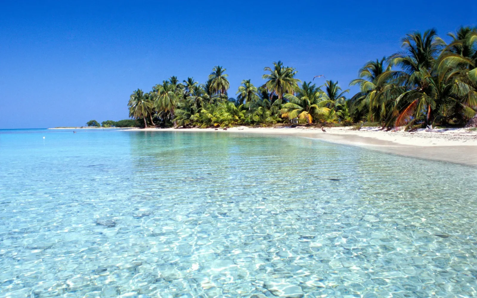 Secluded palm-lined beach in Belize with calm, crystal-clear water gently lapping the shore under a brilliant blue sky.